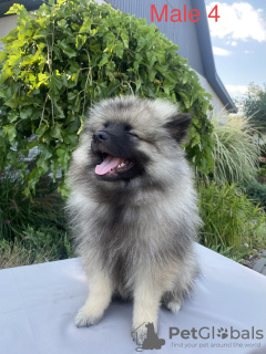 Photo №2 to announcement № 65719 for the sale of german spitz - buy in Ukraine from nursery, breeder