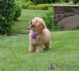 Photo №2 to announcement № 31543 for the sale of poodle (toy) - buy in Russian Federation from nursery, breeder
