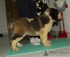 Photo №4. I will sell st. bernard in the city of Москва. private announcement - price - negotiated