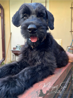 Additional photos: Giant Schnauzer puppies (3 months)