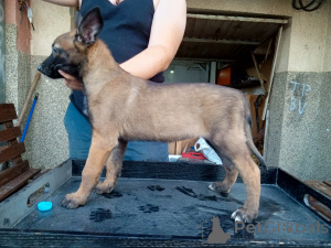 Photo №4. I will sell malinois in the city of Jagodina.  - price - 847$