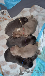 Photo №1. french bulldog - for sale in the city of Aalborg | 413$ | Announcement № 171680