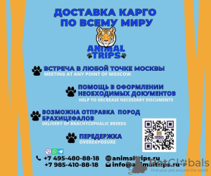 Photo №2. Services for the delivery and transportation of cats and dogs in Russian Federation. Price - negotiated. Announcement № 9386