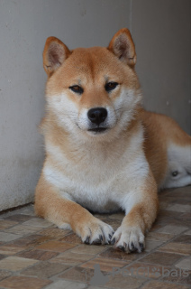 Additional photos: Shiba Inu puppies