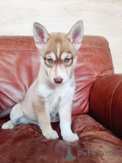 Photo №1. siberian husky - for sale in the city of Odensa | negotiated | Announcement № 169990