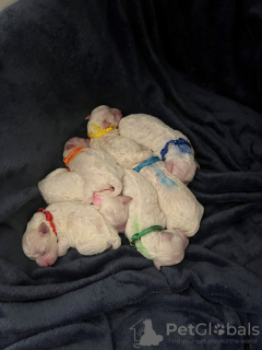 Photo №3. Rein wunderschöne Bichon Frise-Welpen zu verkaufen. Germany