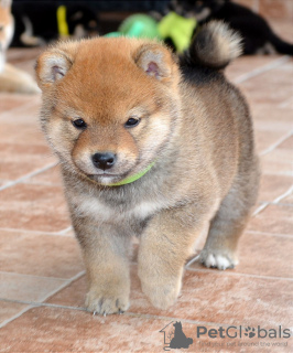 Photo №3. Shiba Inu puppies. Serbia