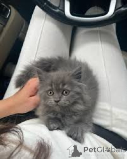 Photo №1. persian cat - for sale in the city of Espoo | 516$ | Announcement № 171561
