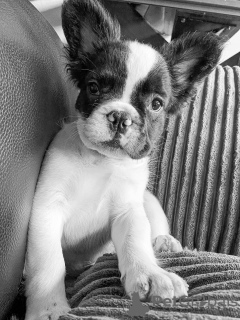 Photo №1. french bulldog - for sale in the city of Филадельфия | 2800$ | Announcement № 25985