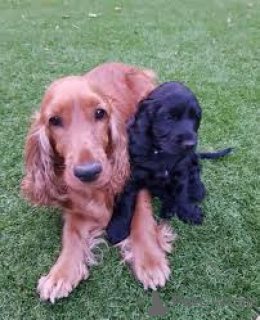 Photo №1. american cocker spaniel - for sale in the city of Brussels | 723$ | Announcement № 165282