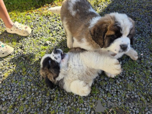 Photo №2 to announcement № 172431 for the sale of st. bernard - buy in Austria breeder