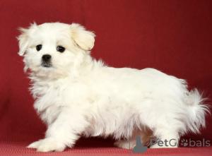 Photo №1. maltese dog - for sale in the city of Dublin | negotiated | Announcement № 158214