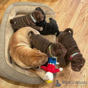 Photo №1. shar pei - for sale in the city of Москва | 317$ | Announcement № 36955