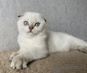 Photo №1. scottish fold - for sale in the city of Кириши | 340$ | Announcement № 10632