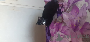 Photo №2 to announcement № 143764 for the sale of british shorthair - buy in United Kingdom private announcement