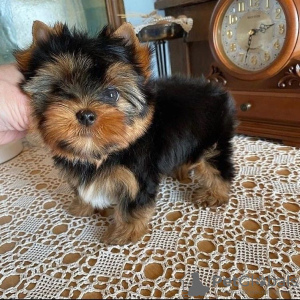 Photo №2 to announcement № 119342 for the sale of yorkshire terrier - buy in Germany private announcement