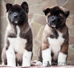 Photo №4. I will sell american akita in the city of Krasnodar. breeder - price - 473$