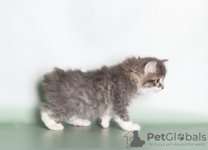 Additional photos: Kuril bobtail kittens for sale