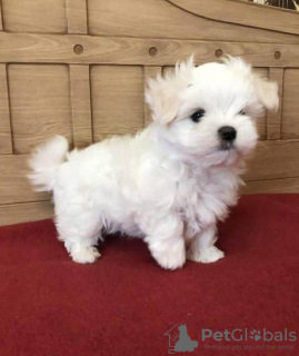 Photo №1. maltese dog - for sale in the city of Piotrków Trybunalski | 423$ | Announcement № 126687