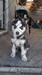 Photo №1. siberian husky - for sale in the city of Vamdrup | 900$ | Announcement № 157430