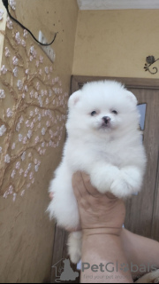 Photo №2 to announcement № 133384 for the sale of pomeranian - buy in Germany private announcement