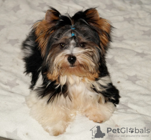 Photo №1. beaver yorkshire terrier - for sale in the city of Балыкесир | 500$ | Announcement № 43865