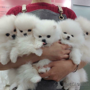 Photo №1. pomeranian - for sale in the city of Гамбург | 350$ | Announcement № 44533