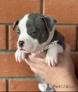 Photo №2 to announcement № 146122 for the sale of american bully - buy in Russian Federation breeder