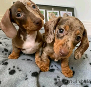 Photo №3. Buy your beautiful Vaccinated dachshund puppies available now for loving homes. Hungary