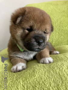 Photo №1. shiba inu - for sale in the city of Kiev | 2042$ | Announcement № 9956