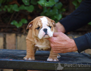 Photo №3. Beautiful English bulldog puppies. Serbia