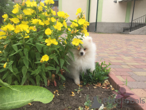 Photo №1. pomeranian - for sale in the city of Kramatorsk | 330$ | Announcement № 7217
