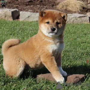 Photo №1. shiba inu - for sale in the city of Freiburg | 774$ | Announcement № 161275