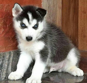 Photo №1.  - for sale in the city of Antheia | 500$ | Announcement № 161134