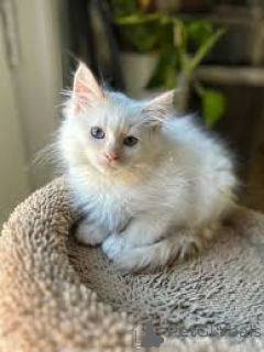 Photo №4. I will sell siamese cat in the city of Brussels. private announcement, breeder - price - 599$