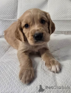 Photo №2 to announcement № 161376 for the sale of cavalier king charles spaniel - buy in United States private announcement