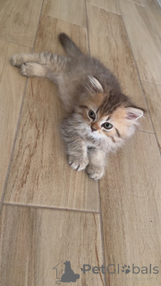 Photo №1. british longhair - for sale in the city of Geneva | negotiated | Announcement № 147416