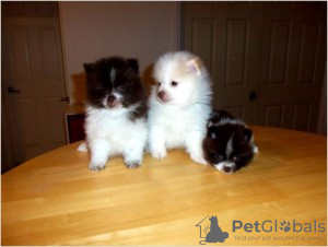 Photo №1. pomeranian - for sale in the city of Калифорния Сити | negotiated | Announcement № 76550