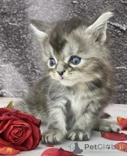 Photo №2 to announcement № 163453 for the sale of maine coon - buy in Germany breeder