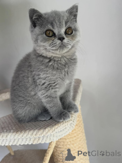 Photo №3. Beautiful British Shorthair Babies Looking for Their Perfect Families. Czech Republic