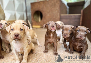 Photo №4. I will sell  in the city of Сухум. private announcement, breeder - price - 651$