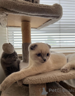 Photo №1. scottish fold - for sale in the city of Böblingen | 329$ | Announcement № 153582