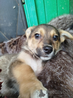 Photo №3. Short-legged Lusha is looking for a home!. Russian Federation