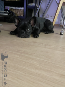 Photo №1. french bulldog - for sale in the city of Vantaa | 1268$ | Announcement № 70201