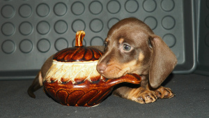 Additional photos: TAXES / mini puppies - CHOCOLATE color