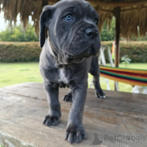 Photo №3. Majestic Cane Corso Puppies Loyal Guardians with a Heart of Gold. Poland