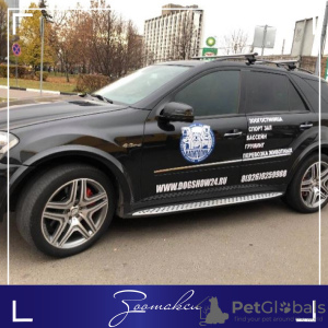 Photo №2. Services for the delivery and transportation of cats and dogs in Russian Federation. Price - negotiated. Announcement № 9358