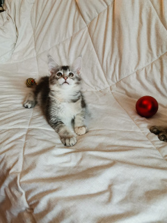 Photo №2 to announcement № 5682 for the sale of maine coon - buy in Russian Federation from nursery