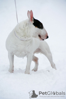 Photo №1. bull terrier - for sale in the city of Minsk | 1785$ | Announcement № 9802