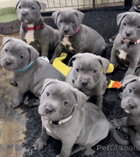 Photo №1. american staffordshire terrier - for sale in the city of Copenhague | negotiated | Announcement № 175127
